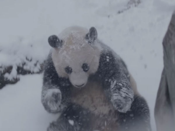 Washington Panda enjoy in Snow Washington Panda enjoy in Snow