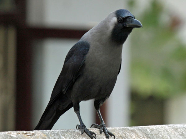 அழிவை எச்சரிக்கும் காகங்கள்