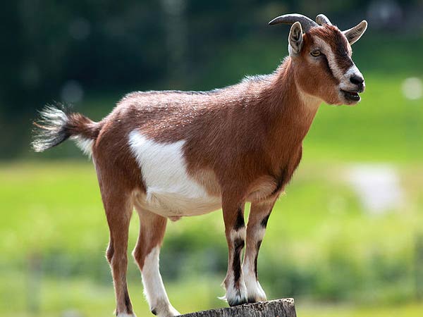 A goat elected as mayor in America A goat elected as mayor in America