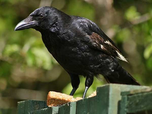 காக்கைகளின் முட்டைகள்