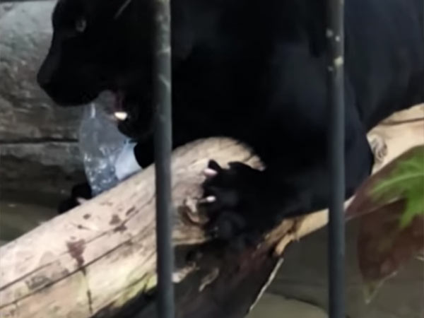 jaguar-attacks-woman-in-zoo jaguar-attacks-woman-in-zoo