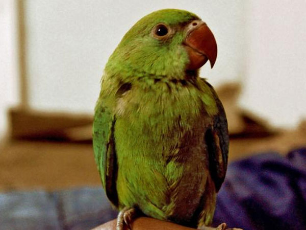 பேரிழப்பு
