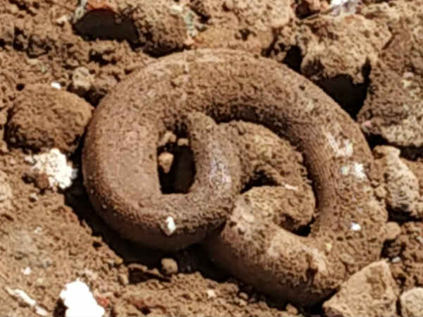 2 Heads snake found in Tanjore 2 Heads snake found in Tanjore
