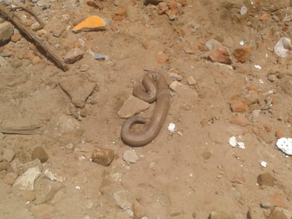 2 Heads snake found in Tanjore 2 Heads snake found in Tanjore