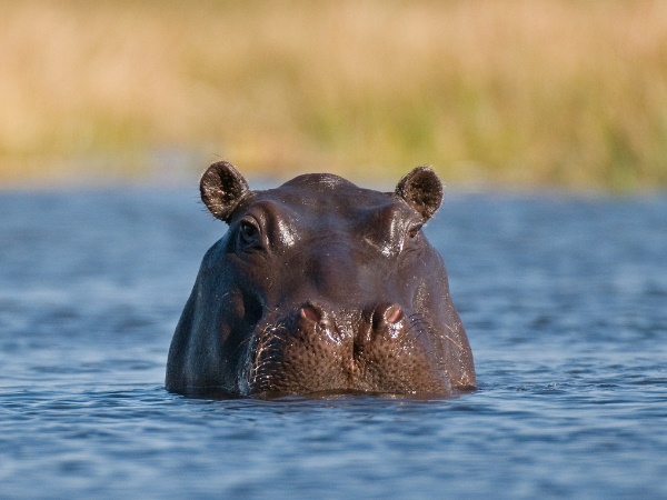 at least 28 hippopotamuses have been found in Ethiopias Gibe Sheleko National Park at least 28 hippopotamuses have been found in Ethiopias Gibe Sheleko National Park