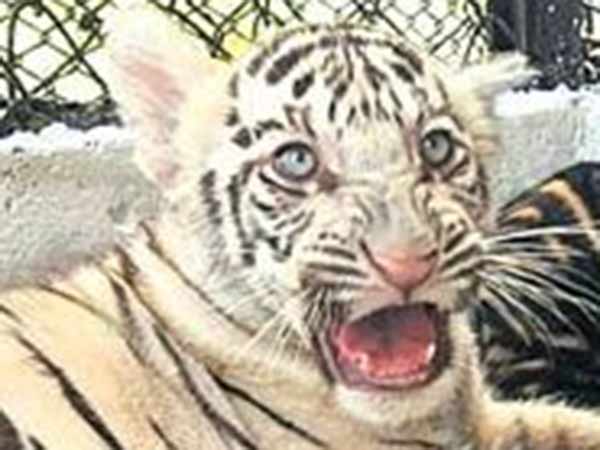28 புலிகள்