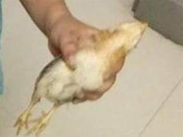 சைக்கிள்