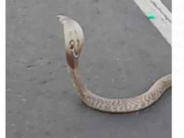7 feet long snake middle of the road near Thiruvallur 7 feet long snake middle of the road near Thiruvallur