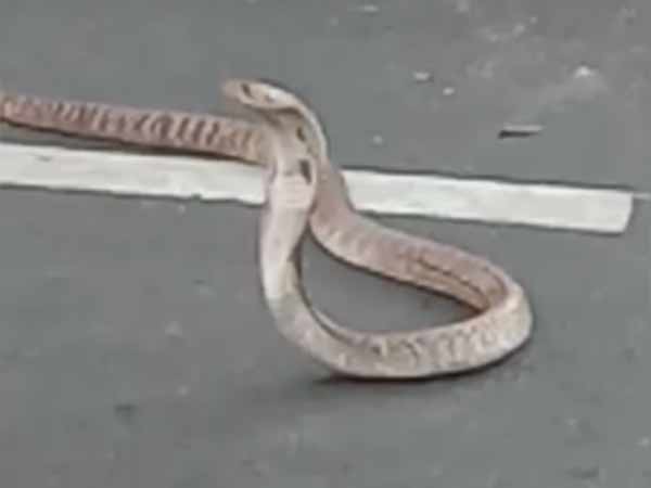 7 feet long snake middle of the road near Thiruvallur 7 feet long snake middle of the road near Thiruvallur