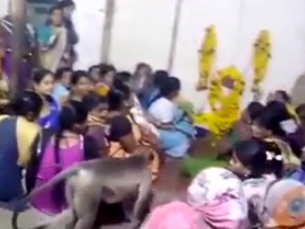 elderly incident in Karnataka.. A monkey that gives comfort to humans in sorrow homes elderly incident in Karnataka.. A monkey that gives comfort to humans in sorrow homes