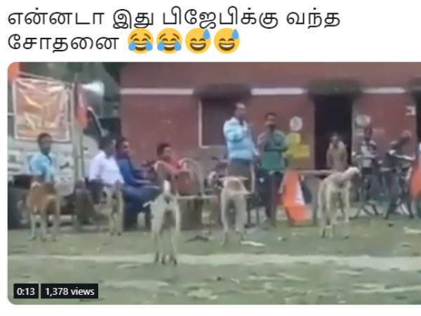 A BJPs election campaign video becomes viral due to these dogs A BJPs election campaign video becomes viral due to these dogs