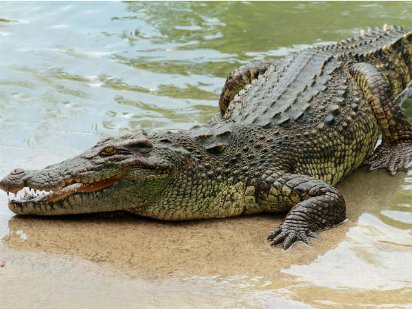 Tragedy near Chidambaram.. crocodile Pulled a man who Bathing in river Tragedy near Chidambaram.. crocodile Pulled a man who Bathing in river