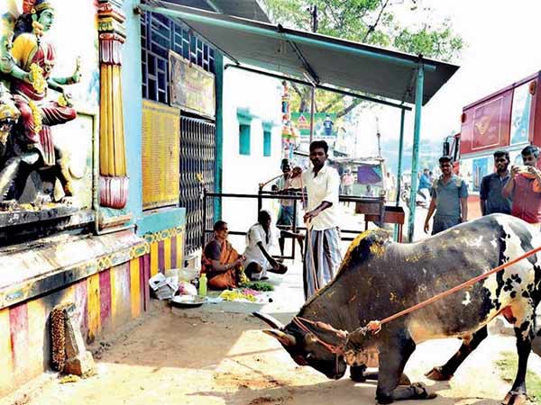dindigul jallikattu bull dies dindigul jallikattu bull dies