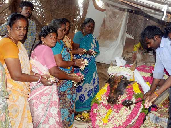 dindigul jallikattu bull dies dindigul jallikattu bull dies