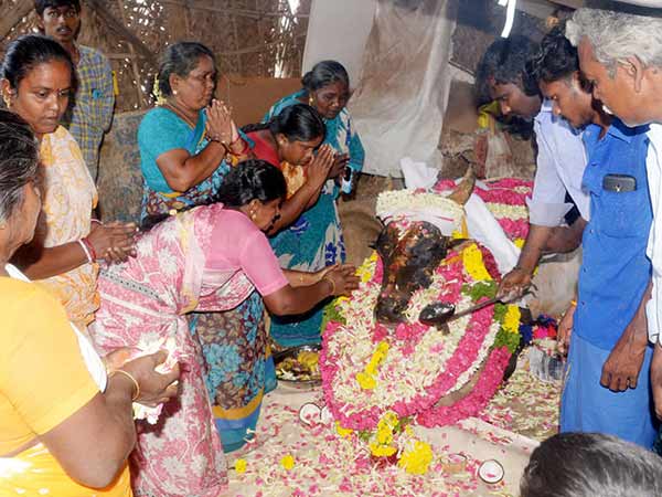 dindigul jallikattu bull dies dindigul jallikattu bull dies