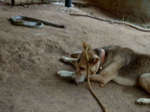 The dog bite and kill a snake and saves owners life The dog bite and kill a snake and saves owners life