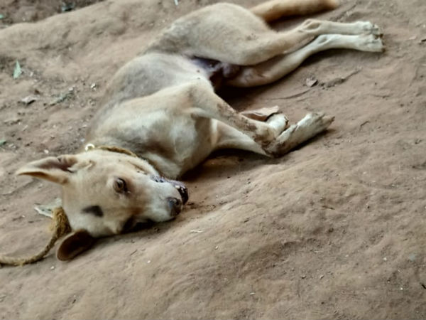 The dog bite and kill a snake and saves owners life The dog bite and kill a snake and saves owners life