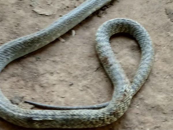 The dog bite and kill a snake and saves owners life The dog bite and kill a snake and saves owners life