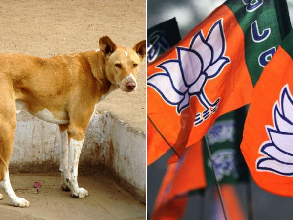 Dog Campaigned with BJP Strickers in Maharashtra Dog Campaigned with BJP Strickers in Maharashtra