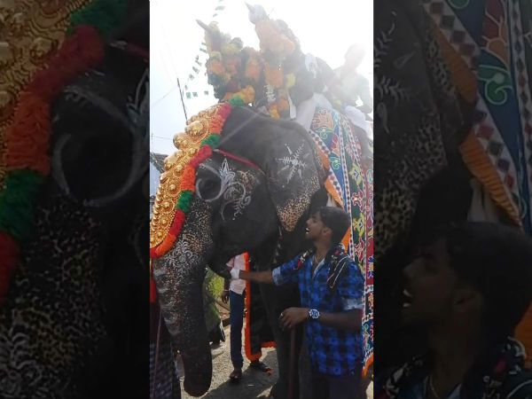 Tenkasi Temple elephant dies due to illness Tenkasi Temple elephant dies due to illness