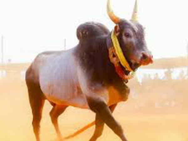 மாடு பிடிக்க முடியாது