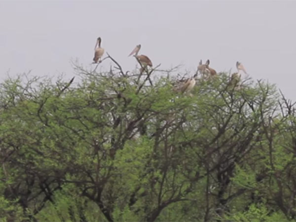 300 birds died in the koonthankulam bird sanctuary in nellai 300 birds died in the koonthankulam bird sanctuary in nellai