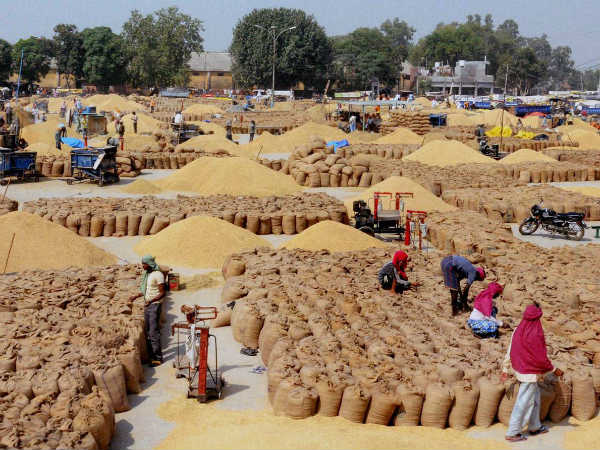Farmers requested to protect paddy Bundles from the storm Farmers requested to protect paddy Bundles from the storm