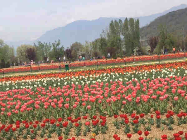 This is tulip season, Go and enjoy in Kashmir This is tulip season, Go and enjoy in Kashmir