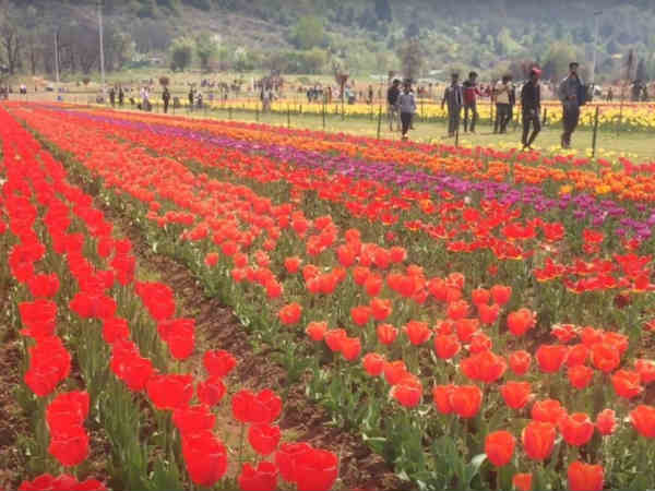 This is tulip season, Go and enjoy in Kashmir This is tulip season, Go and enjoy in Kashmir