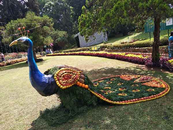 61st Fruit Exhibition had started in Coonoor Sims Park today 61st Fruit Exhibition had started in Coonoor Sims Park today
