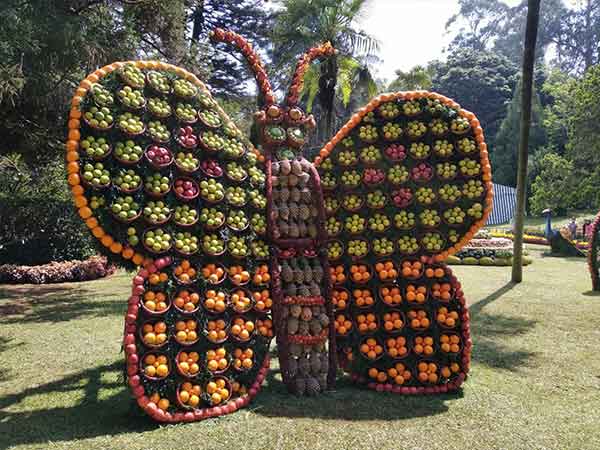 Nilgiri summer ceremony.. Tourists gathered to see the fruit exhibition Nilgiri summer ceremony.. Tourists gathered to see the fruit exhibition