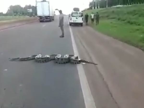 a giant anaconda crosses road in Brazil; video goes viral a giant anaconda crosses road in Brazil; video goes viral