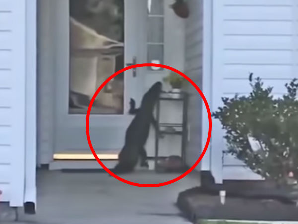 Video: Alligator rings calling bell in US house Video: Alligator rings calling bell in US house