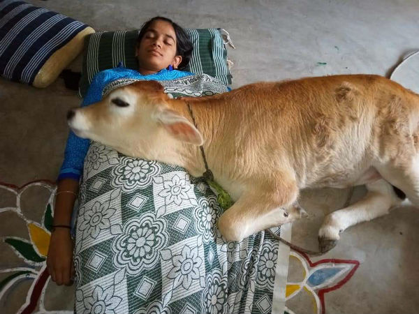 Image result for A Very Interesting and Funny Calf which sleeps in Pillow at Chennai