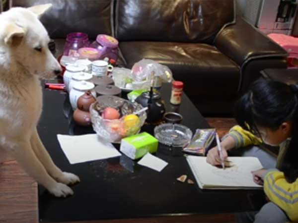 Dad Trained a Dog To Make Sure Daughter correctly Doing Homework Dad Trained a Dog To Make Sure Daughter correctly Doing Homework