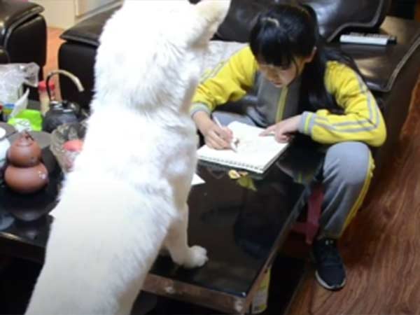 Dad Trained a Dog To Make Sure Daughter correctly Doing Homework Dad Trained a Dog To Make Sure Daughter correctly Doing Homework
