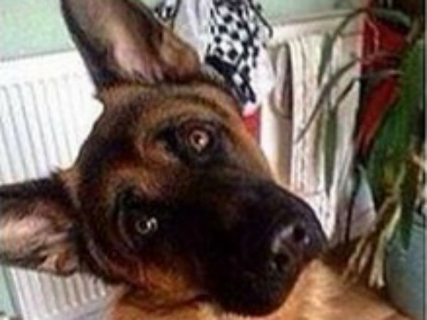 Man arrested for killing dog Man arrested for killing dog