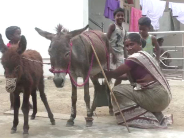 கழுதைப் பால் விற்பனை