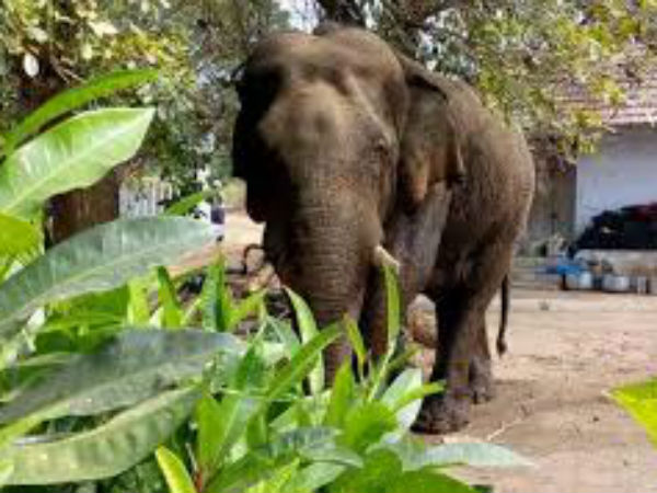 கும்கியாக மாற்ற முடிவு
