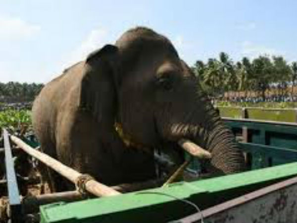 கும்கி உதவியுடன்