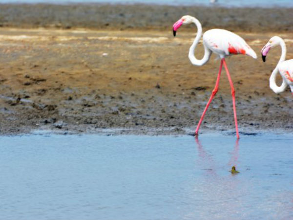Water famine in the kodiyakarai sanctuary..Forest animals suffer Water famine in the kodiyakarai sanctuary..Forest animals suffer