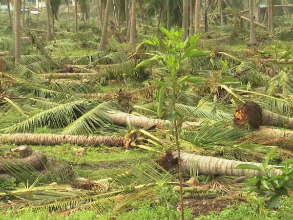 கஜா புயல் பாதிப்பு