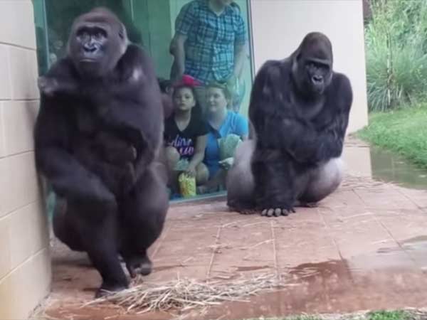 gorillas protect their babies from rain gorillas protect their babies from rain
