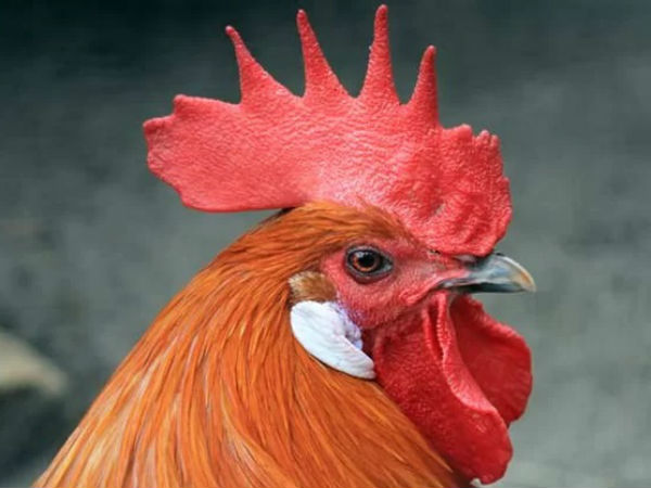 A Maharasatra lady gives complaint against Rooster A Maharasatra lady gives complaint against Rooster
