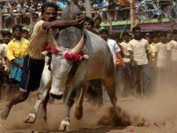 Jallikattu competition near Karaikudi in Sivagangai district. Jallikattu competition near Karaikudi in Sivagangai district.