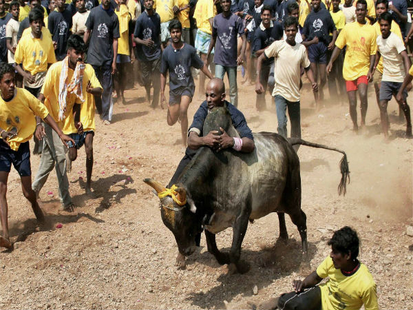 ஜல்லிக்கட்டு