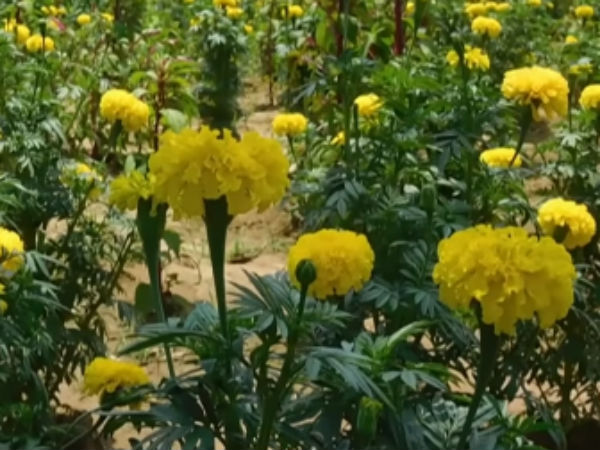 water problem has not come yet.. Stunning Green Village near Jayankondam water problem has not come yet.. Stunning Green Village near Jayankondam