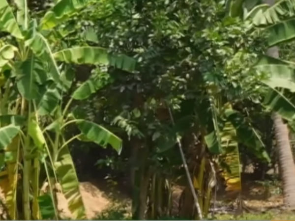water problem has not come yet.. Stunning Green Village near Jayankondam water problem has not come yet.. Stunning Green Village near Jayankondam