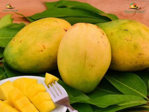 Tredyfoods.com offers a variety of mangoes with nature touch and taste Tredyfoods.com offers a variety of mangoes with nature touch and taste
