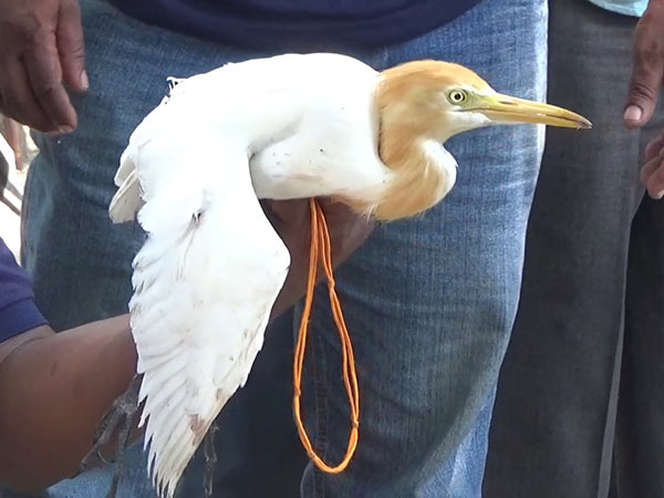 Try to sell it alive Crane and Green parrot Recovered by Puducherry Forest Department Try to sell it alive Crane and Green parrot Recovered by Puducherry Forest Department